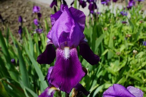 Bzigo iris