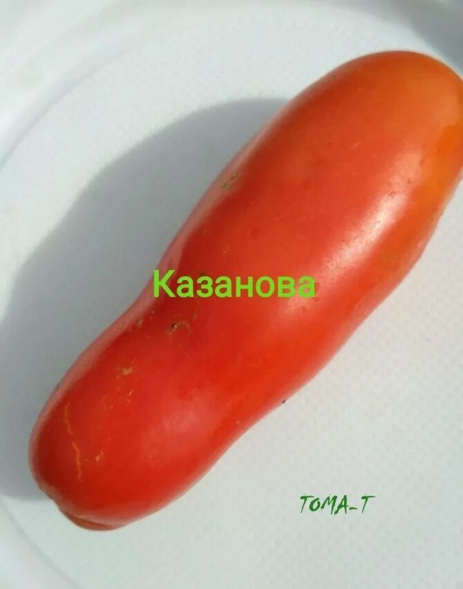 Сорт томатов казанова. Сорт помидор казанова. томат помидор казанова. томат сорт жигало и казанова.