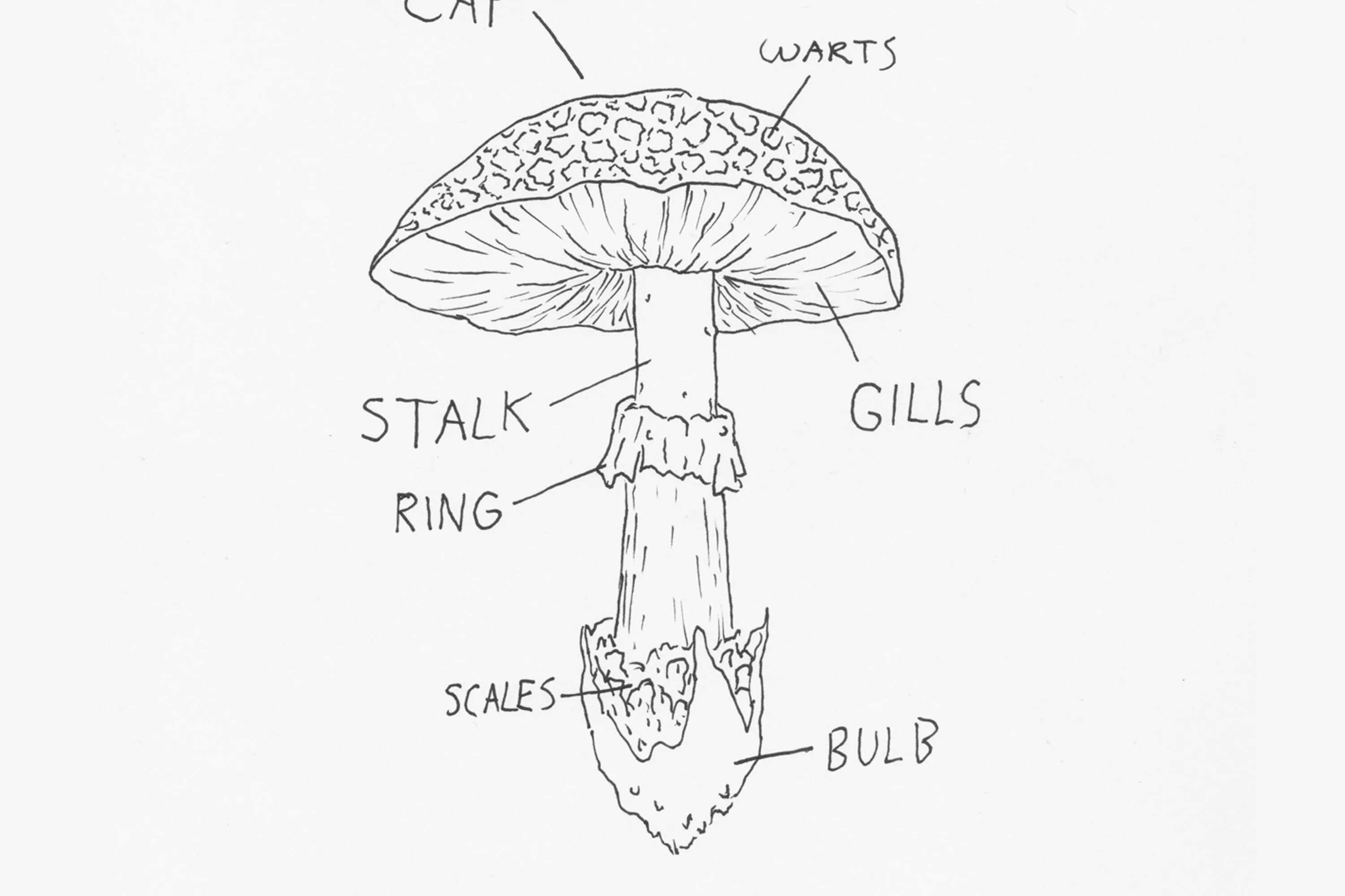 Гриб рисунок. Грибы карандашом. Mushroom Parts. Рисунки грибов карандашом с названиями. Mushroom глагол