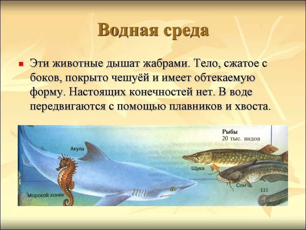 Водная среда обитания организмов 5 класс презентация