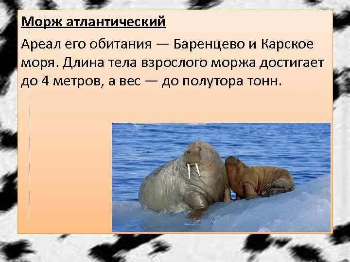 Морж место обитания. Морж ареал. Охота белого медведя на моржа. Сообщение о морже. Морж красная книга.