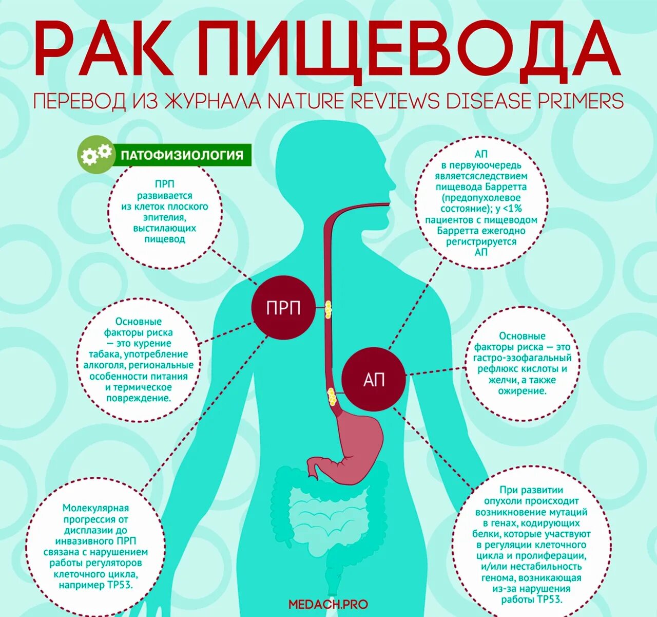 Сколько по времени развивается рак. Симптомы онкогиипищевода. Диета при онкологии желудка и пищевода.