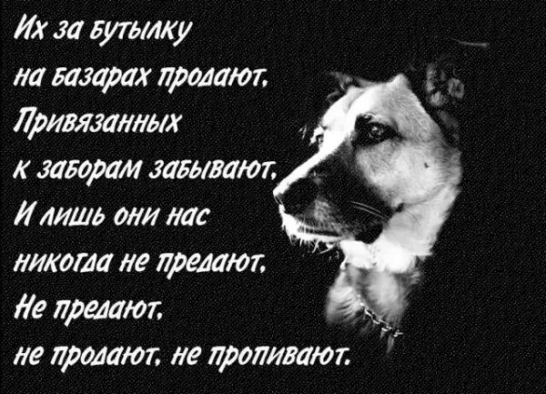 Друзей не забывают стих. Высказывания о собаках. фразы про предательство. стихи о предательстве друзей. высказывания о предательстве друзей.