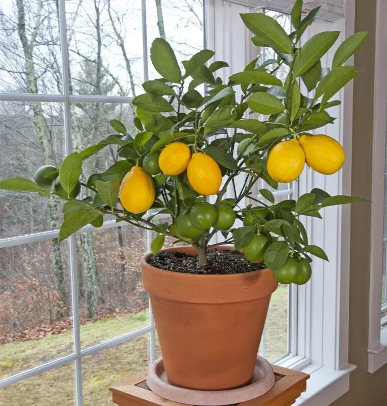 Какой горшок нужен для лимона. Цитрус (комнатное растение) лимон Мейера. Лимон Мейера дерево. Цитрус лимон дерево. Лимонное дерево Мейер комнатное.
