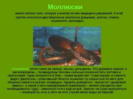 Улитка слизень осьминог кальмар это