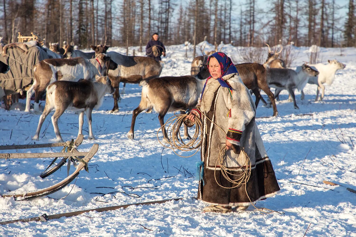 Ханты манси оленеводы. Ненцы, саамы, манси, Ханты. Ненцы Ханты манси. Саамы оленеводы. Народы тайги в россии