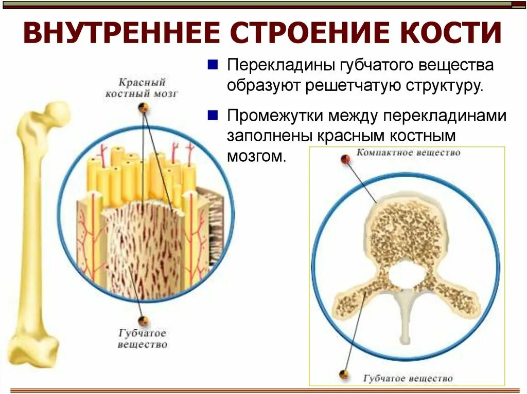 Костя образованные