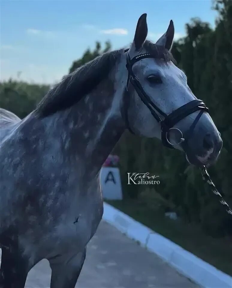 Экс эквио мерин. Порода лошадь арловискь. Мерин 2018. Мерин лошадь. Конные носки на всаднике.