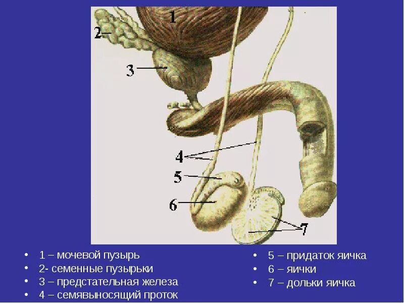 Простата яиц. Мужские половые органы семявыносящий проток. Наружное строение мужской половой системы. Семявыбрасывающий проток анатомия. Мужская половая система анатомия строение яичек.