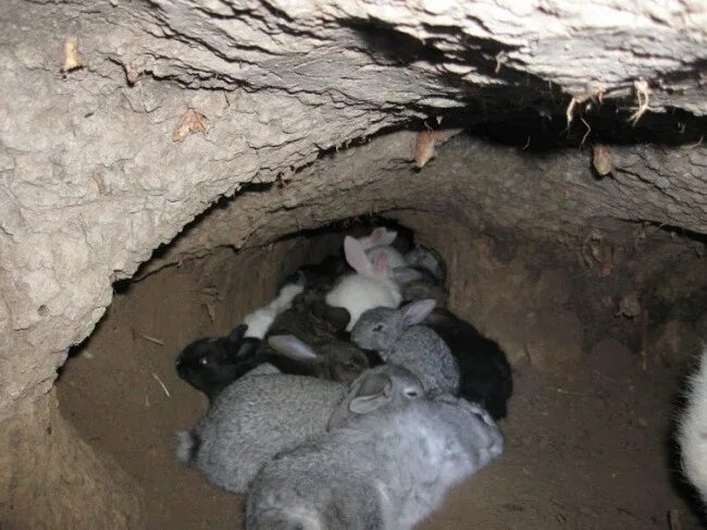 Rabbit hole fnf