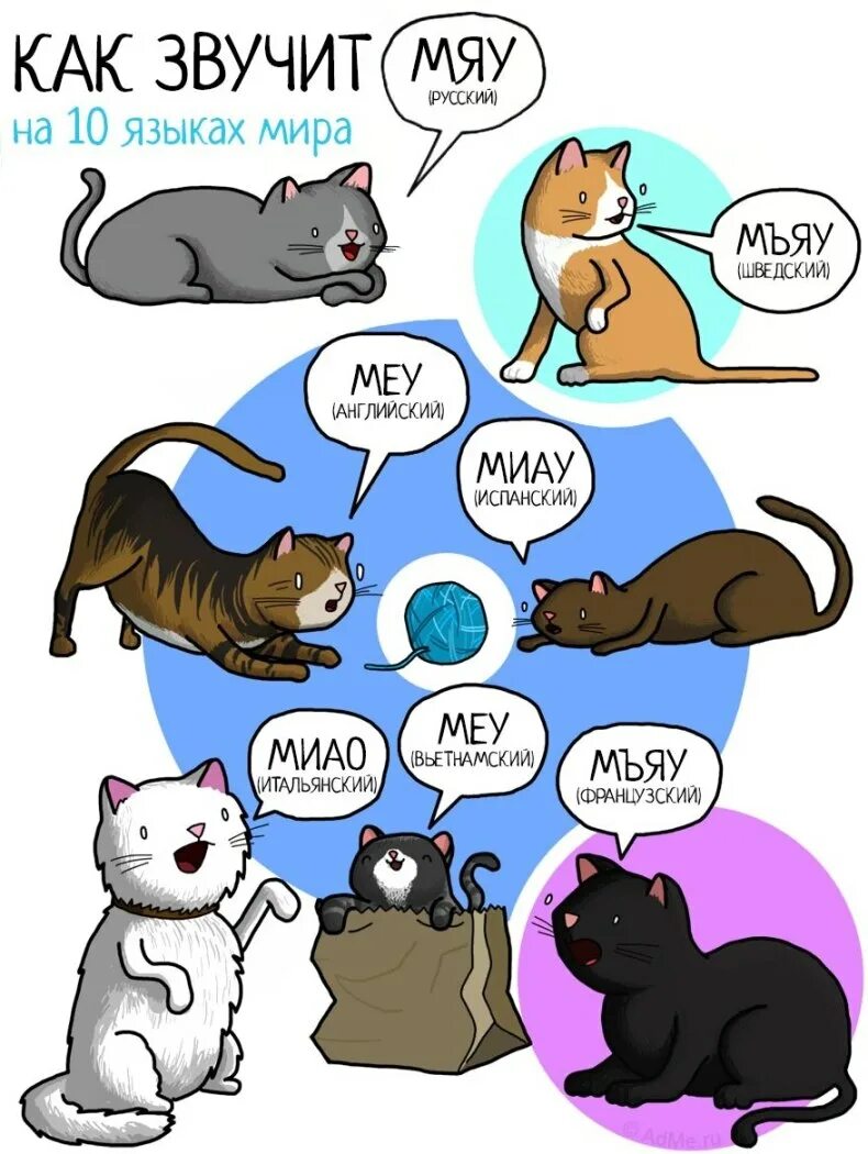 Кошачий мяу звуки. Мяу на разных языках. Звуки животных на разных языках. Как говорят кошки в разных странах. Кот на разных языках.