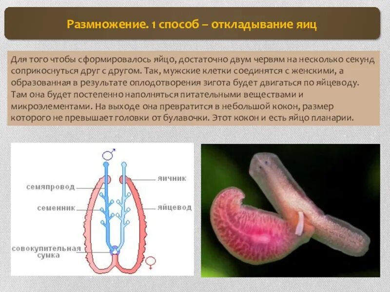 Белая планария размножается почкованием