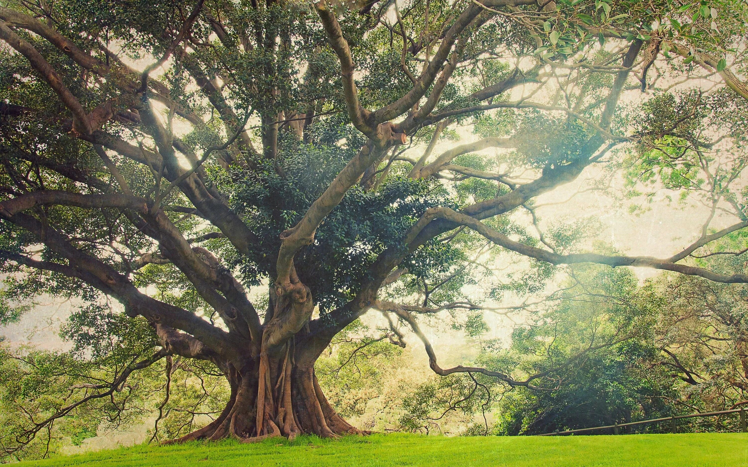 Ancient tree