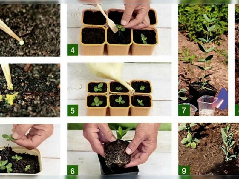 Всходы рассады эустомы. Эустома пикирование рассады. Эустома прорастание. Цветы эустома рассада. Посадка эустомы семенами на рассаду.