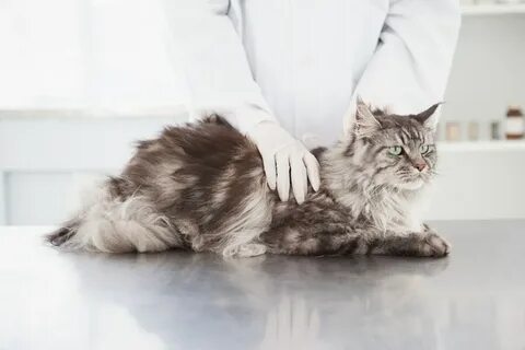 Мейн кун кастрировать кота