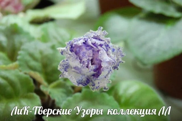Фиалка ЛиК-Тверские Узоры - Коллекция и селекция Емельяновой Ольги