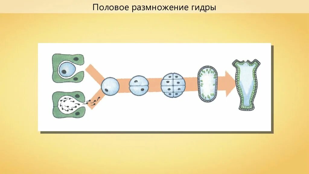 Прогрессивное размножение. Половое размножение. половое размножение клетки. способы размножения животных оплодотворение. оплодотворение простейших.