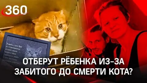 Петиция кот твикс уголовное дело