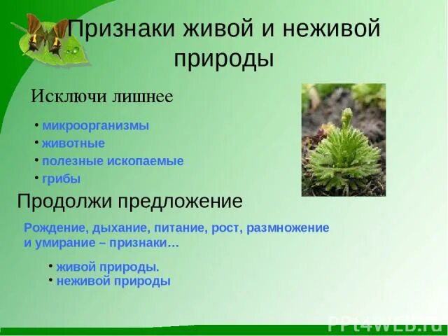 Живые тела отличаются от неживых. Признаки живой природы. Признаки неживой природы. Признаки живой и неживой природы. Признаки живого и неживого.