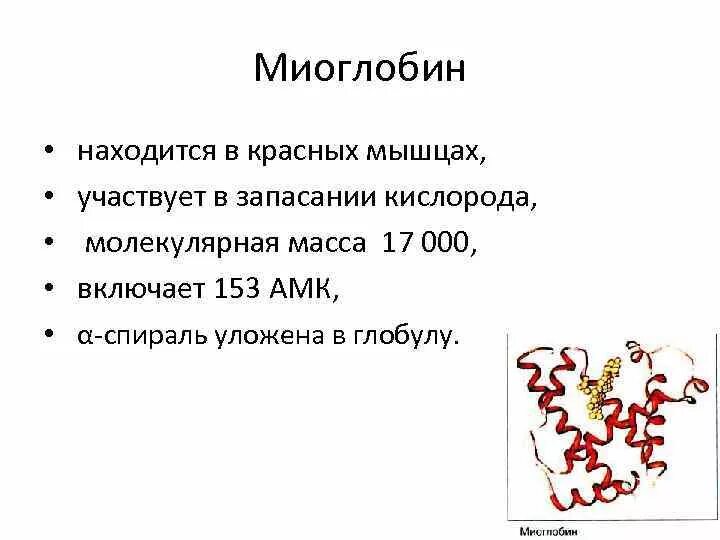 Миоглобин строение и функции. Миоглобин функция белка. Функции белков миоглобин. Миоглобин структура и функции.