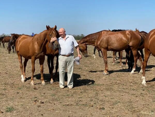 Конезавод новокубанский. Конезавод новокубанский. Чесменский конный завод фото. Конезавод новокубанский. Конезавод новокубанский.