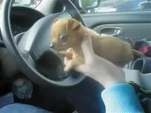 Ах ах в машине