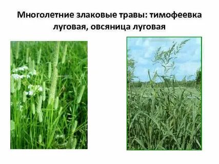Кормовые луговые растения