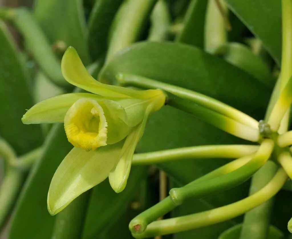Орхидея ваниль плосколистная. Орхидея Ванилла планифолия. Орхидея ваниль вариегатная.