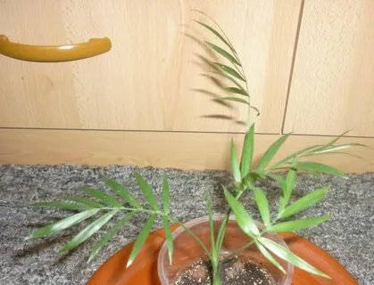 Хамедорея желтеют листья что делать
