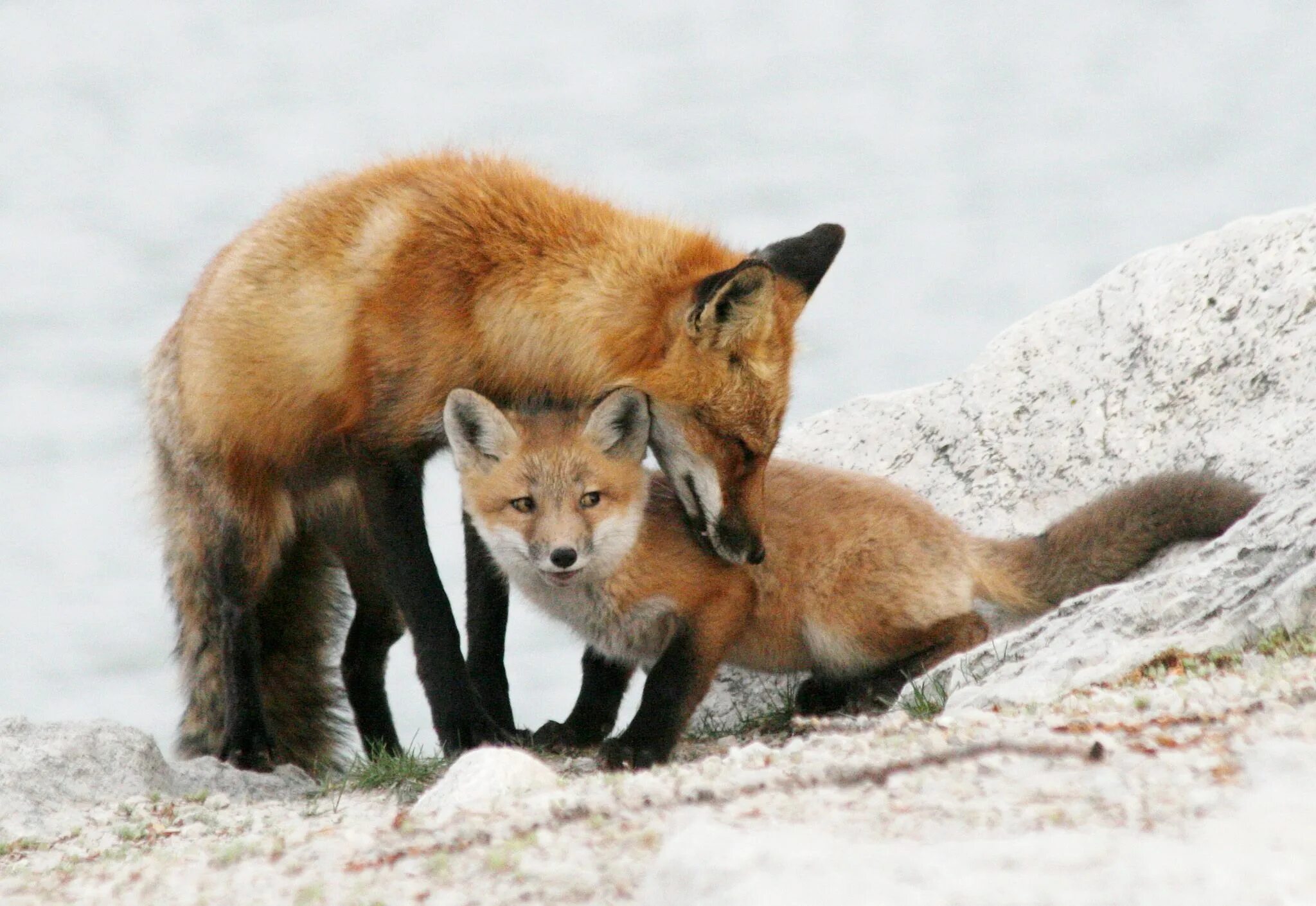 Many fox. Лиса с лисятами. Лиса обыкновенная с лисятами. Семья лисы.
