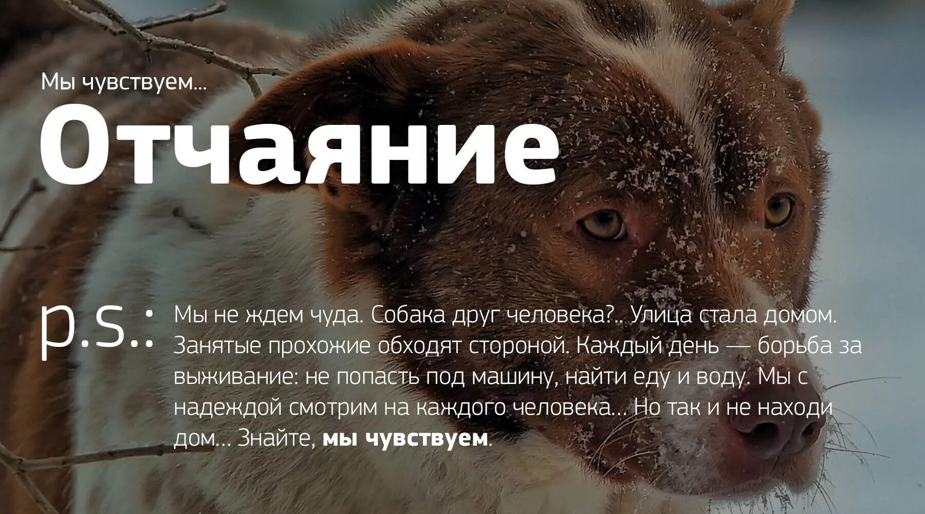 Что помогает людям не отчаяться