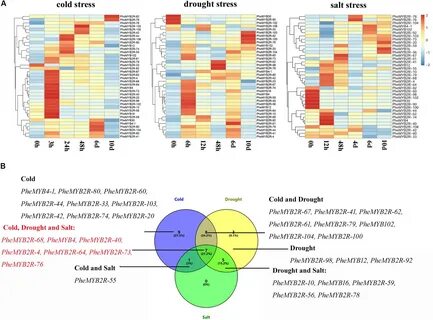 Expression Profiles of PheR2R3MYB Genes in Response to Different Stress Tre...