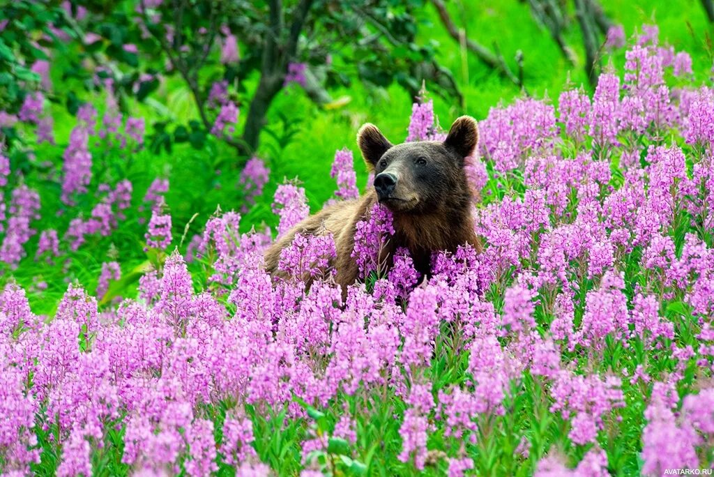Животные и лекарственные растения. Лекарственные растения ленинградской области. Лекарственные растения названия. Травянистые лекарственные растения леса. Растительный мир владимирской области.