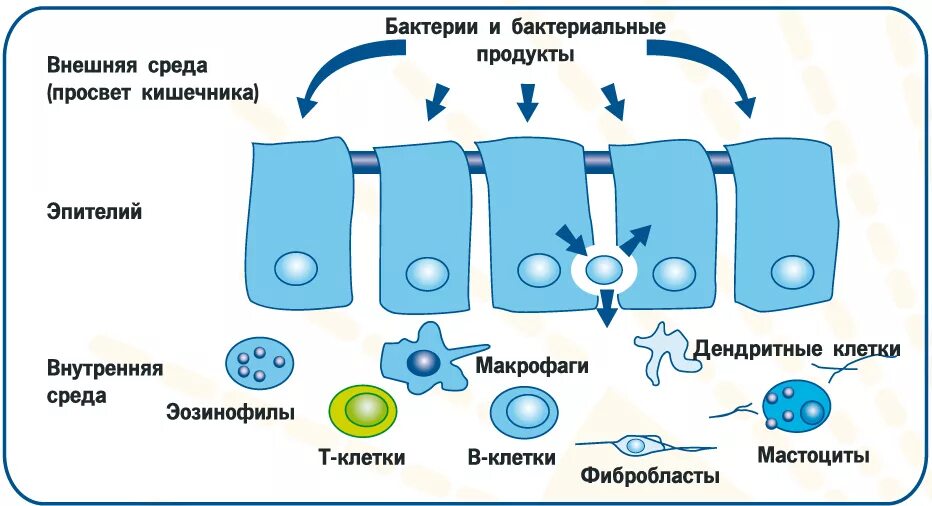 Иммунная вода. Бактериальная транслокация. Транслокация бактерий в кишечнике. Тонкий кишечник иммунная система. Бактерии кишечника иммунитет.