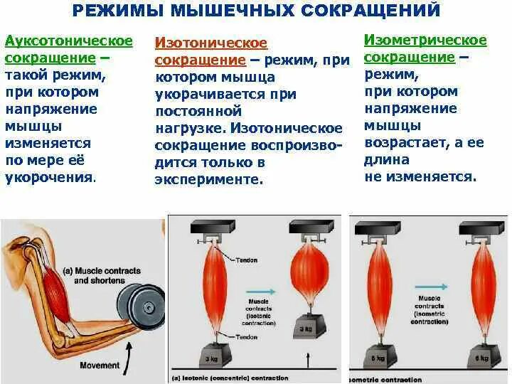 Работа мышцы зависит. Режимы сокращения скелетных мышц. Характеристика видов и режимов мышечного сокращения. Сокращение мышц. Изотоническое сокращение мышц это.