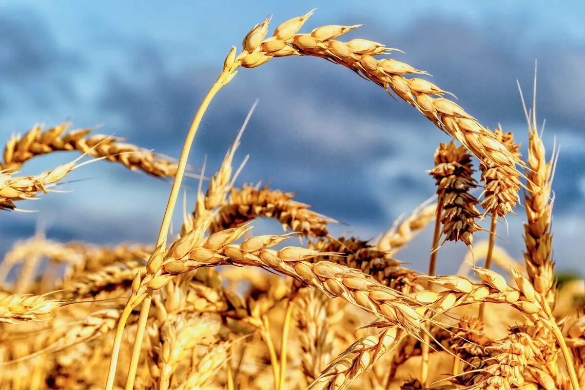 пшеница недоспелая. мутантный сорт яровой пшеницы новосибирская 67. белозерная пшеница. тоже пшеница. спелая пшеница.