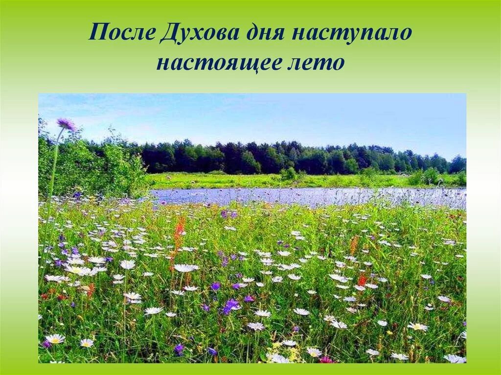 Разнообразие природных сообществ 5 класс пасечник. Природное сообщество луг. Природное сообщество Лу. Луг окружающий мир. Жизнь Луга.