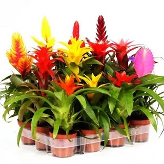 Plants co