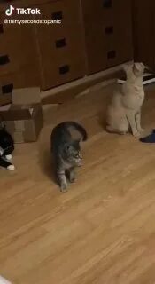 Истории с котами