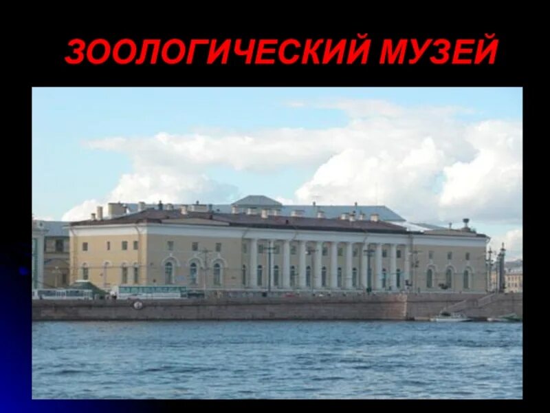 Зоологический музей презентация для дошкольников