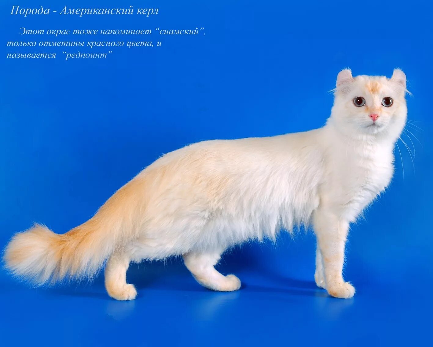 фото кошек разных пород с названиями. котики разных пород с названиями. породы кошек с названиями. домашние кошки разных пород. фото кошек разных пород с названиями.