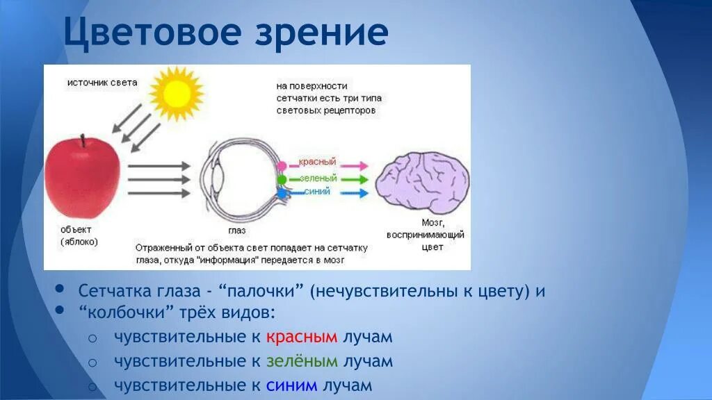 Яркость 9 букв. Цветовое зрение. За цветное зрение отвечает. Цветовое зрение человека. Рецепторы цветового зрения.