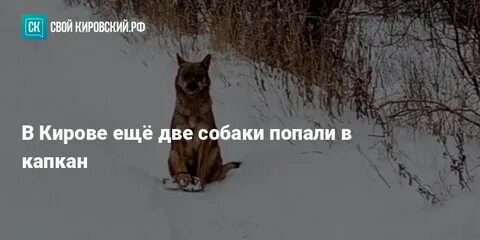 Попал в капкан текст