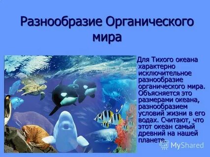 Практическая работа по теме жизнь в океане