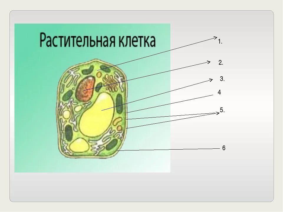 Рисунок растительной клетки 6 класс биология впр. Строение растительной клетки рисунок биология. Части растительной клетки 5 класс биология. Клетка растения 5 класс биология. Растительная клетка рисунок с подписями органоидов.