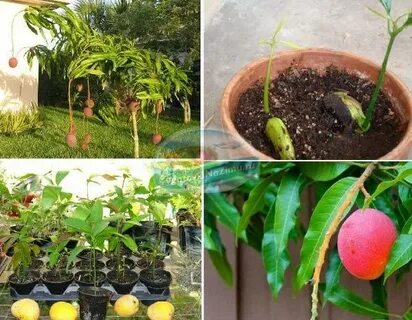 Можно вырастить манго из косточки дома