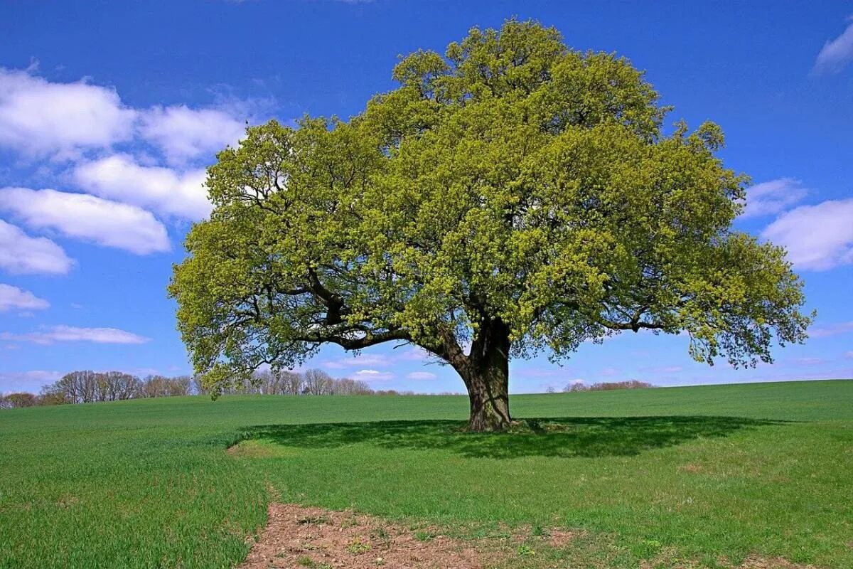 Большой дуб. Каппел дерево. Дуб дерево. Дерево в поле. Одинокое дерево.