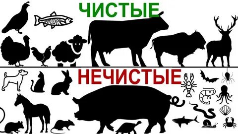 Какое мясо можно мусульманам