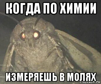 День моли