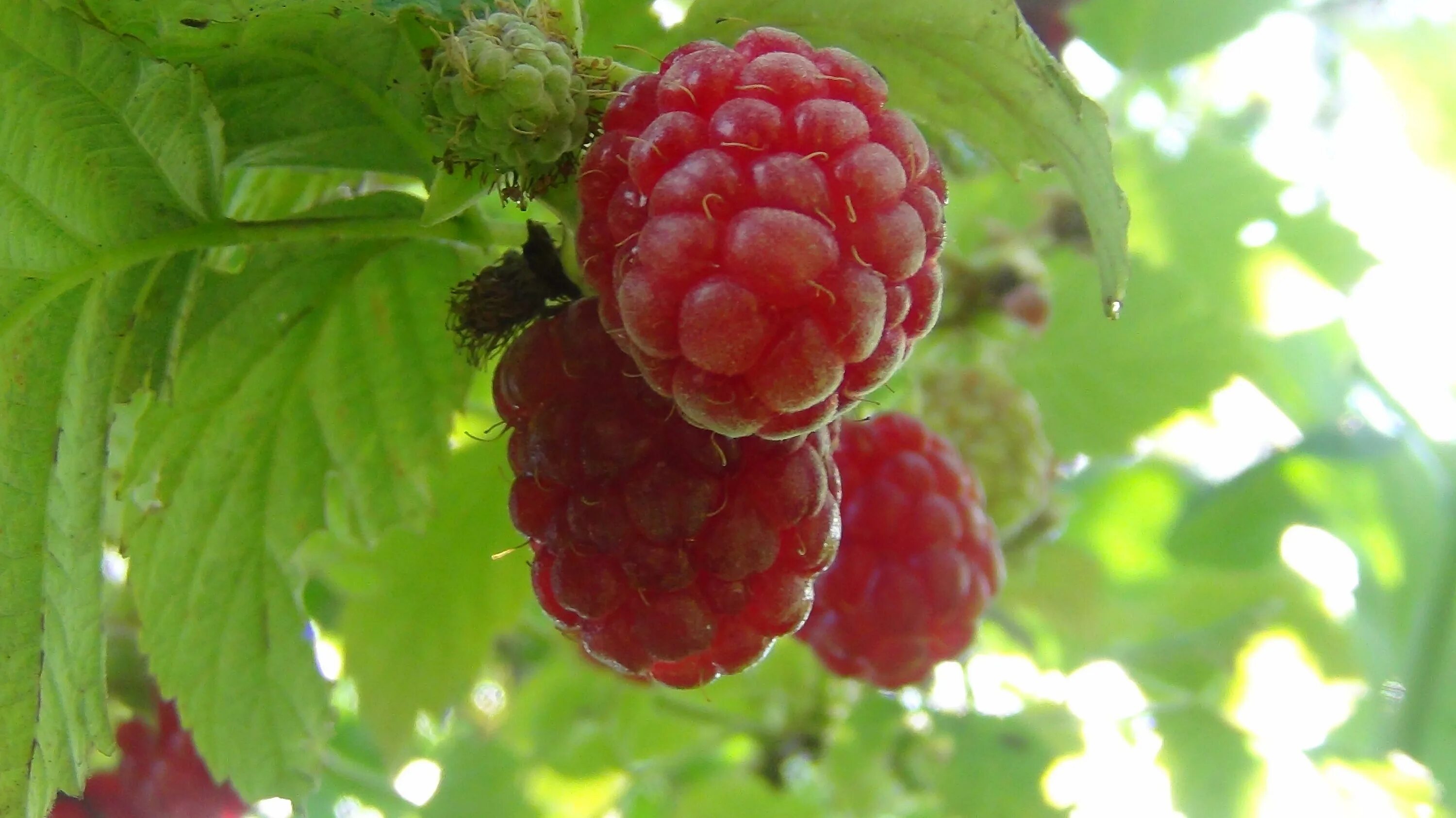 Малина белеет. Ягоды малины белеют с одной стороны почему. Ягода малинка кропоткин. Антракноз малины. Ягоды малины белеют с одной стороны.